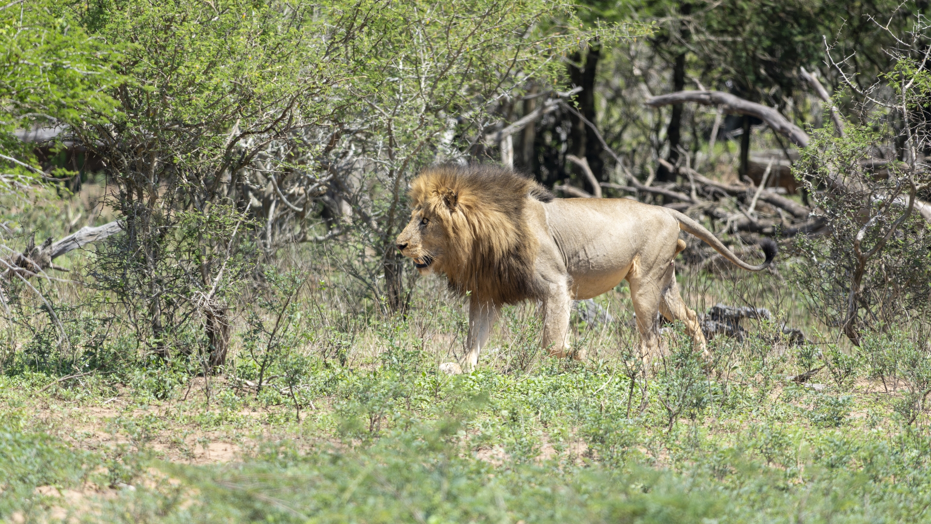 Kruger25 2025 11 01 09 55 22 ILCE 1M2 2382